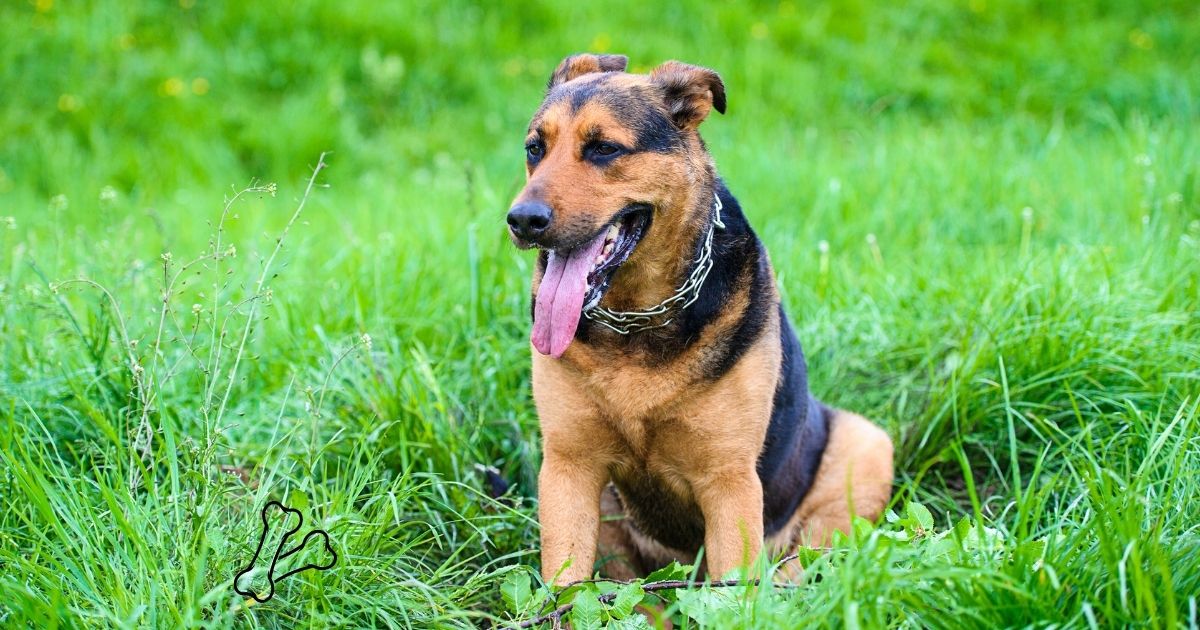 A Joint Care Guide for Dogs 8 and Up