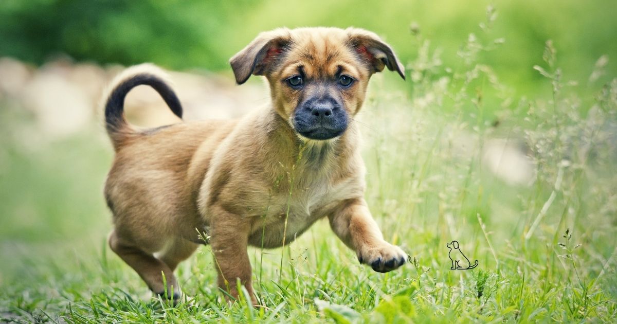 The Paradox of Size: Joint Vulnerability in Small Breeds