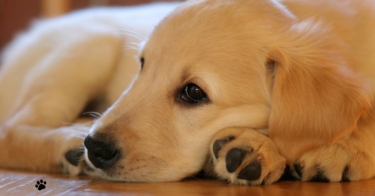 Understanding Joint Risks in Large Breeds