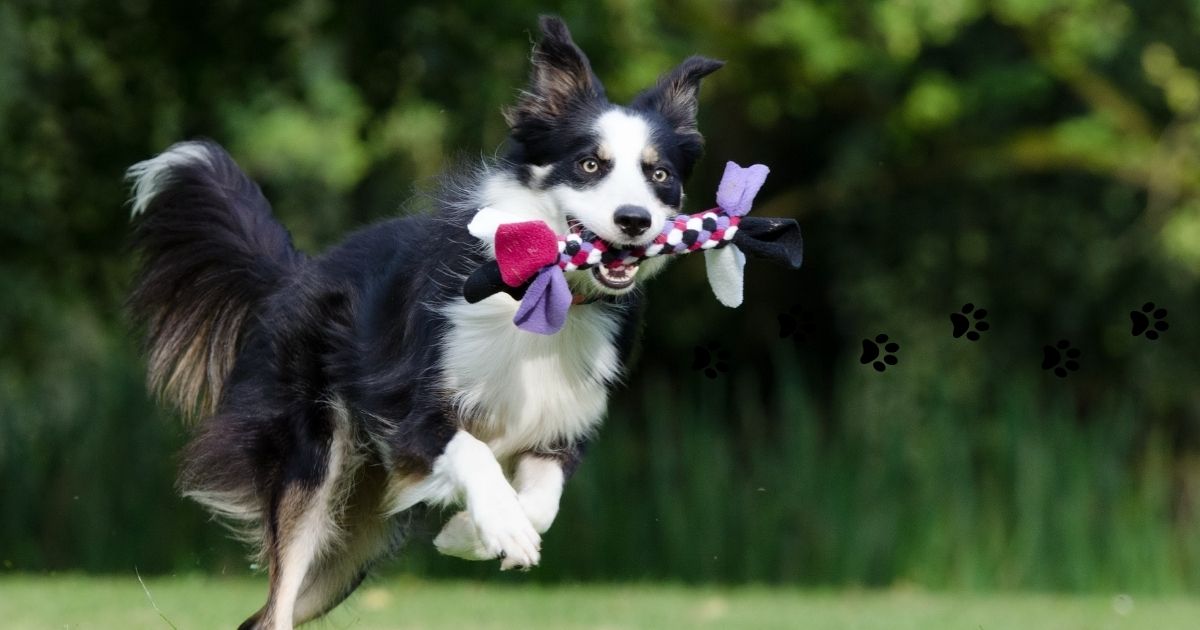 Why Ages 4–8 Decide Your Dog’s Next Decade