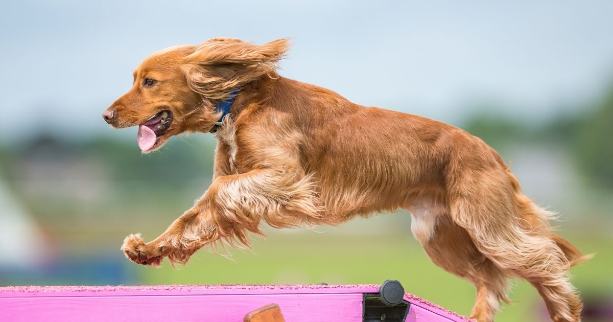 How to Protect Your Dog’s Joints