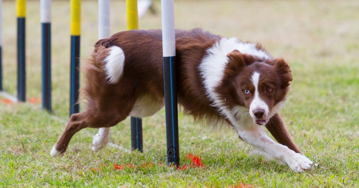 The Show Ring Paradox: When “Perfect Structure” Hides a Genetic Flaw