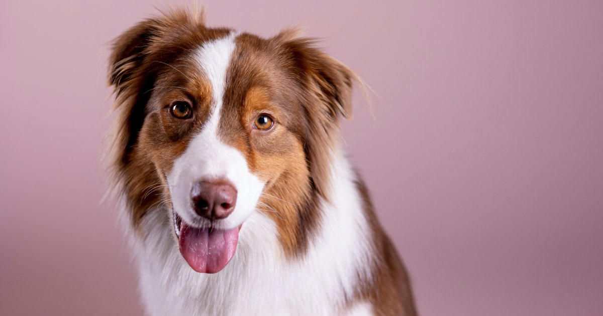 What Are Synbiotics? Benefits for Canine Gut Health
