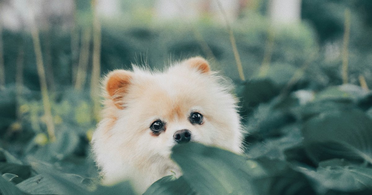 Do Pets Still Need Probiotic Supplements If They Eat Natural Probiotic Foods?