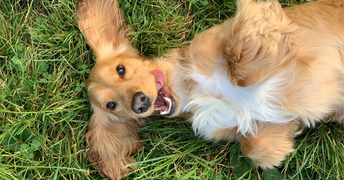 How to choose a product that actually works for your dog’s gut