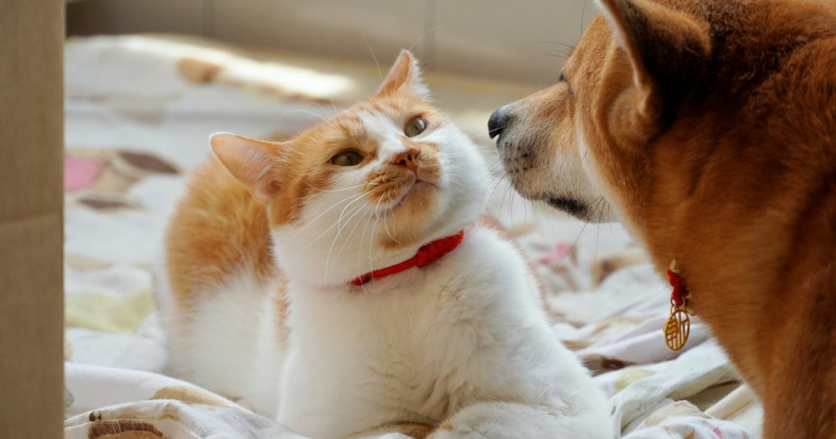 The Probiotic Pairing Guide: How to Safely Combine Gut Support with Other Pet Supplements