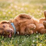 Can Probiotics and Dewormers Be Given Together? A Complete Post-Deworming Gut Recovery Guide