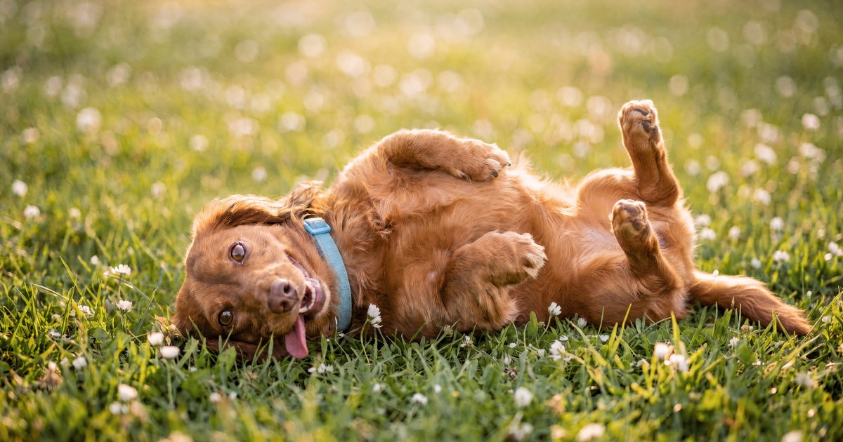 Can Probiotics and Dewormers Be Given Together? A Complete Post-Deworming Gut Recovery Guide