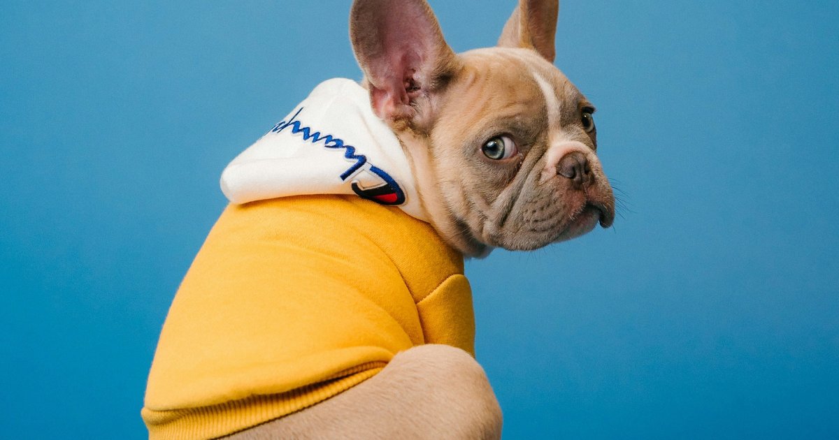 Can Probiotics Help a Constipated Dog?