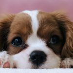 Do Puppies Need Probiotics? Complete Science-Backed Guide