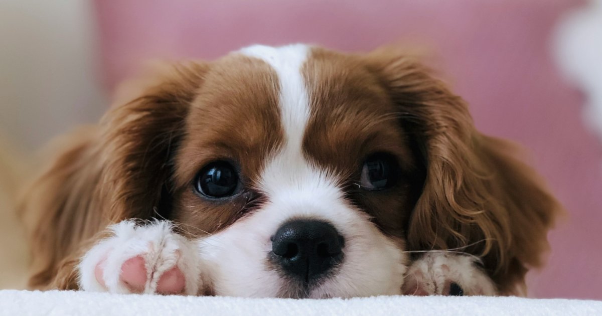 Do Puppies Need Probiotics? Complete Science-Backed Guide