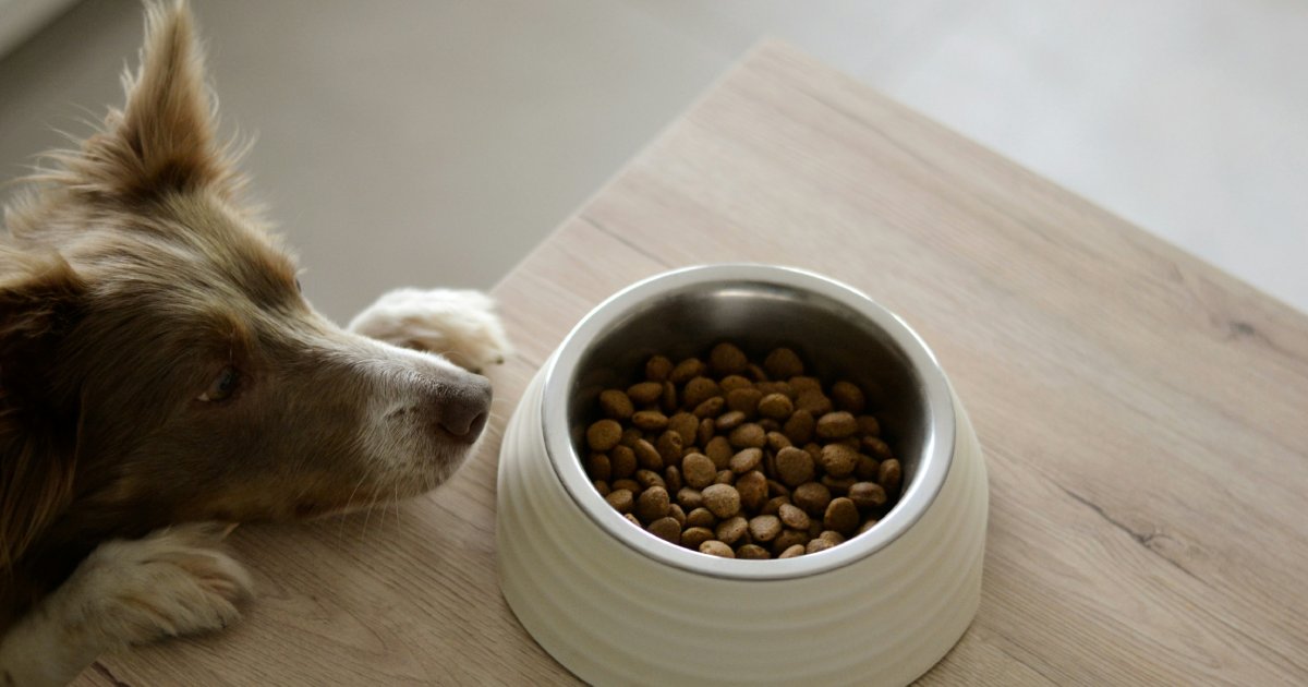 How Do Probiotics Help Ease Digestive Upset During Pet Food Transitions?