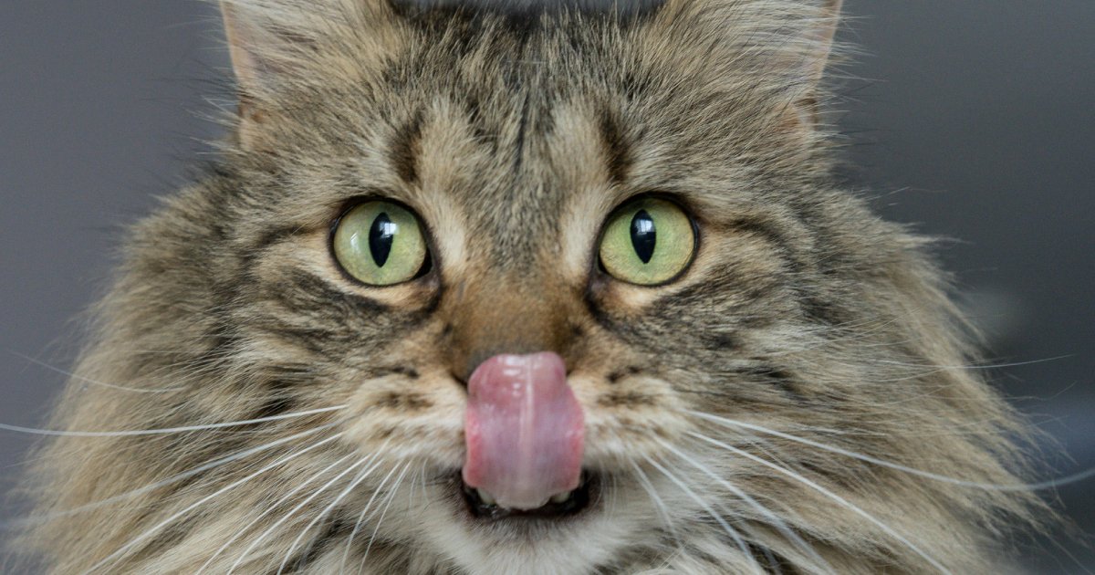 Can Probiotics Really Reduce Cat Litter Box Odor?