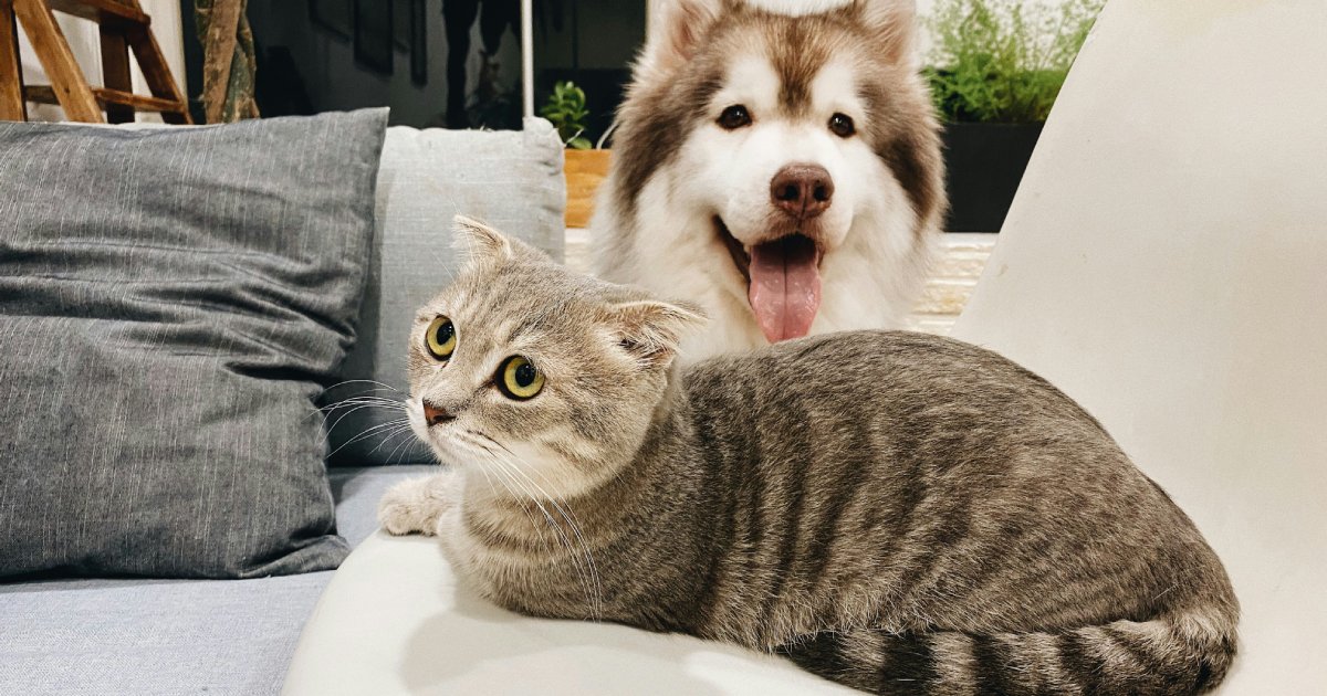Probiotics for Preventive Care: Why Healthy Dogs Don’t Need Them Every Day