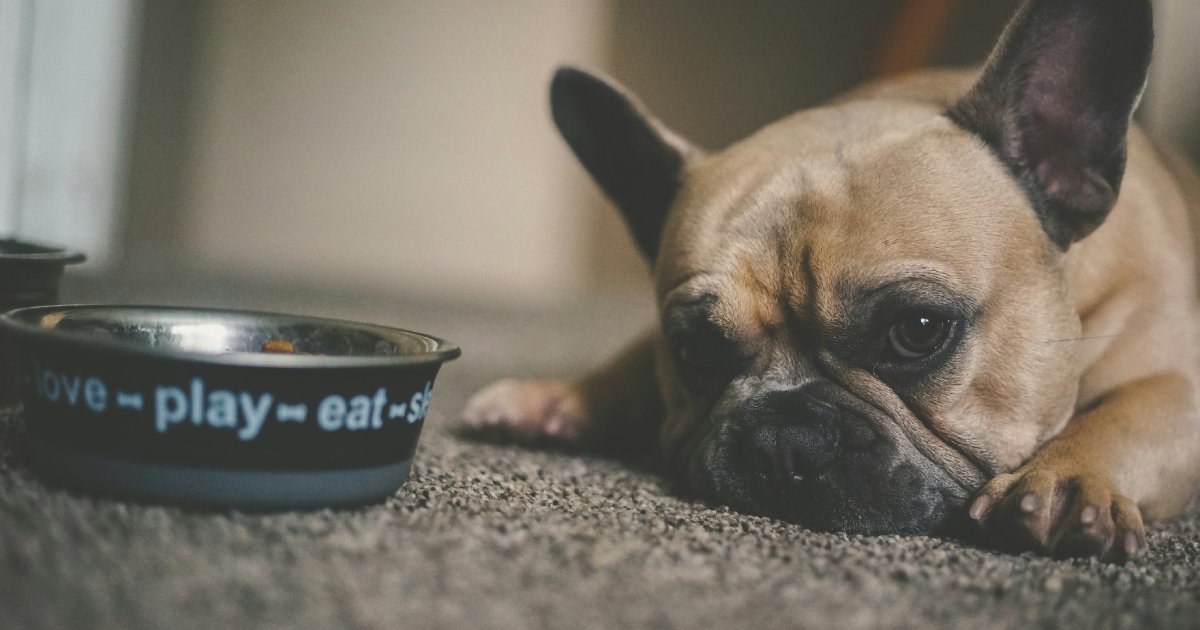 Is Your Pet Always Struggling With Digestion? How Probiotics Support the Gut From the Inside Out