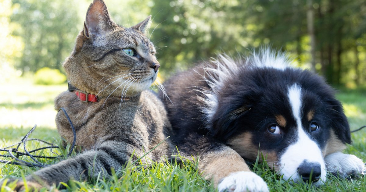 Canine vs. Feline Probiotics: Why a Dog Formula May Not Be Ideal for Your Cat
