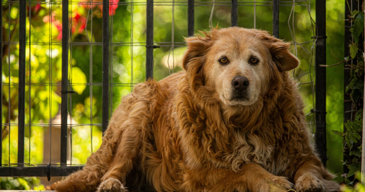 Do Senior Dogs Need Probiotics?