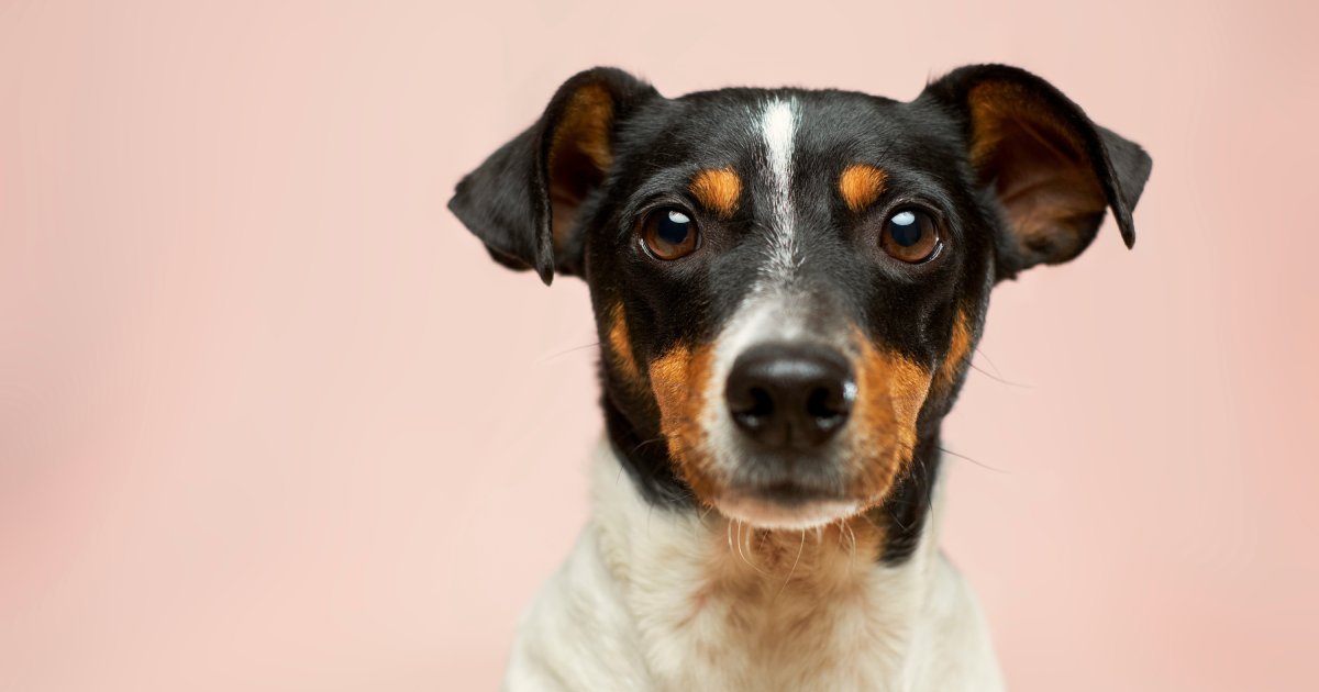 How Probiotics Restore Gut Microbiome Balance in Pets With Sensitive Stomachs