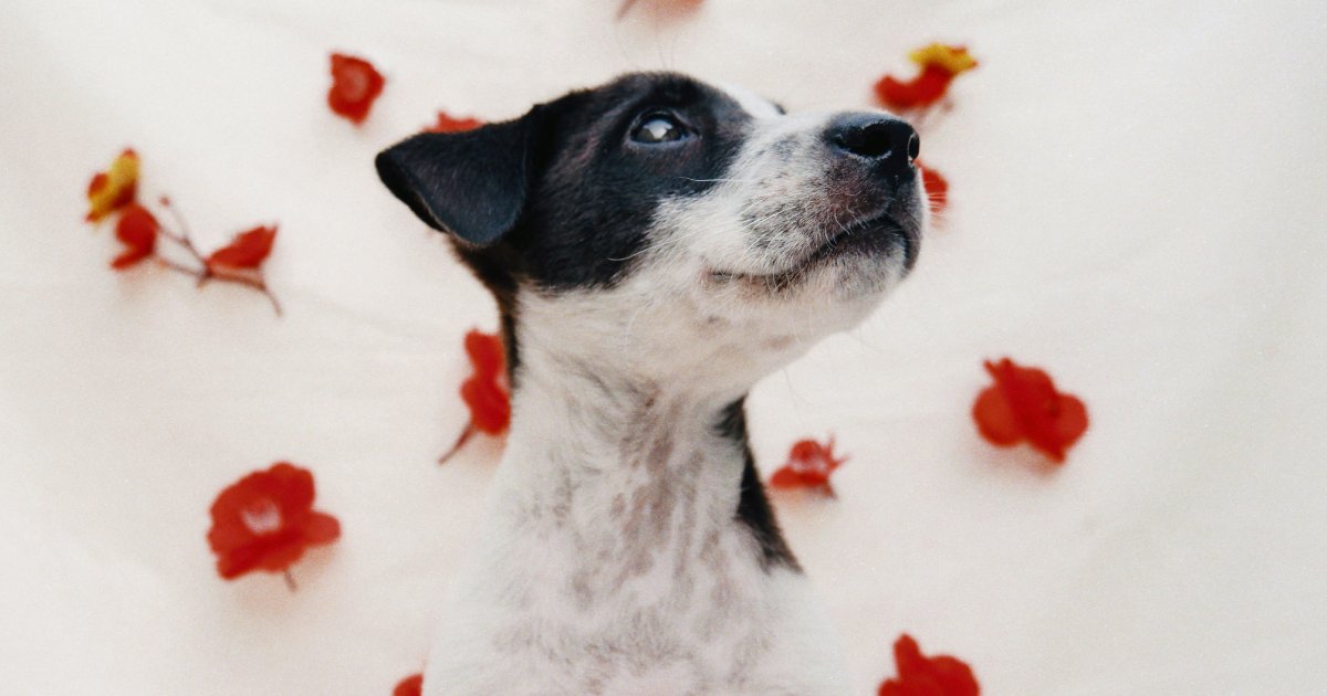 How Do Probiotics Improve Soft Stool in Pets?