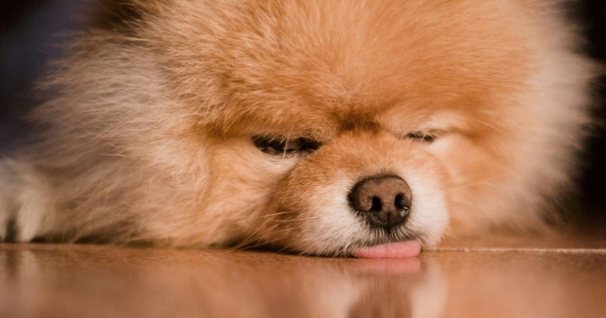 Is Your Pet Turning Away from Food? How Probiotics Can Help Restore a Healthy Appetite