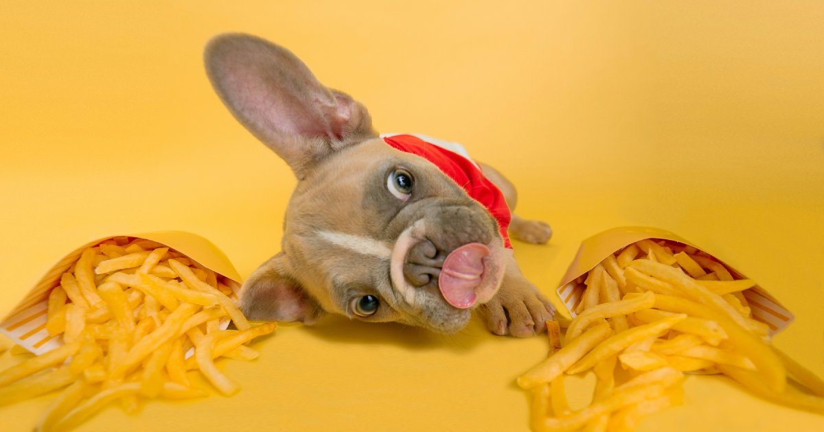 Can Probiotics Help Dogs With Food Allergies?